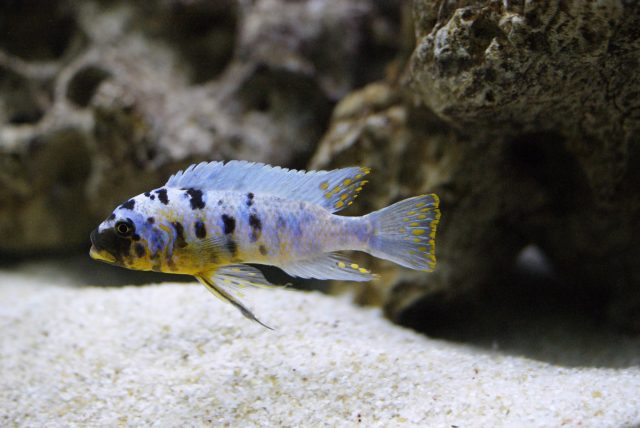 Metriaclima fainzilberi
