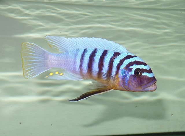 Metriaclima fainzilberi Nkanda (samec)
