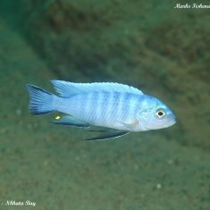 Cynotilapia axelrodi
