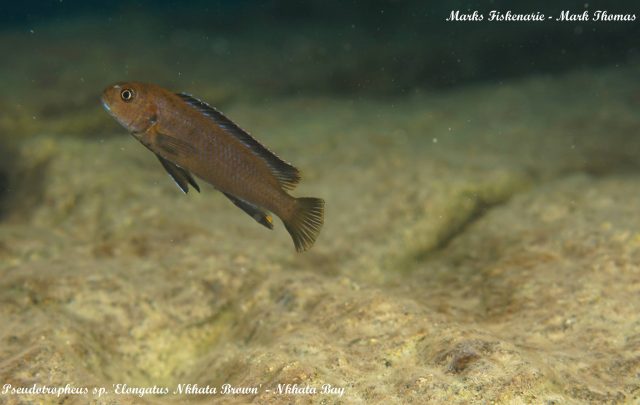 Chindongo sp. &#8218;elongatus nkhata&#8216;