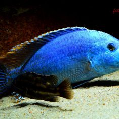 Nimbochromis fuscotaeniatus