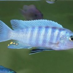 Cynotilapia sp. ,iwera‘