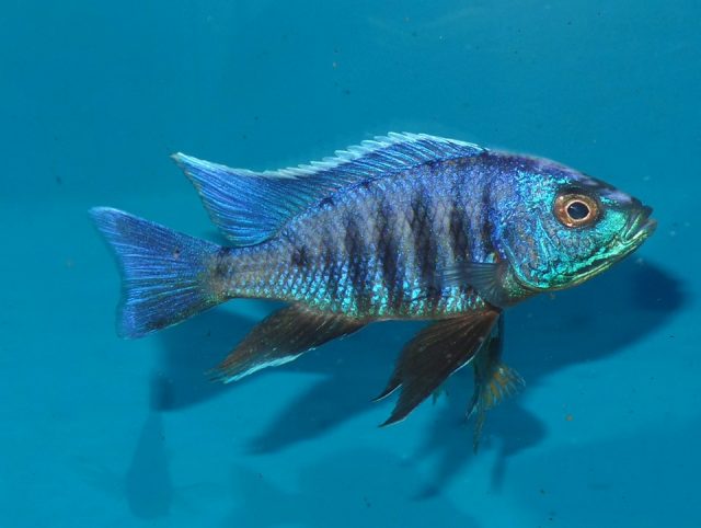 Copadichromis sp. &#8218;kawanga&#8216;