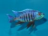 Copadichromis sp. ‚kawanga‘