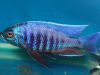 Copadichromis sp. 'kawanga no spot' (samec)