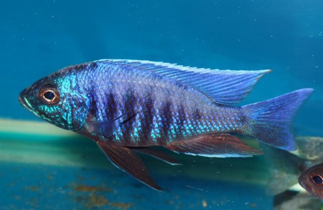 Copadichromis sp. 'kawanga no spot' (samec)