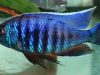Copadichromis sp. 'kawanga no spot' (samec)