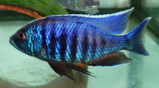 Copadichromis sp. 'kawanga no spot' (samec)
