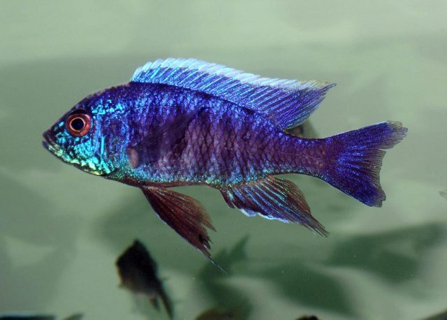 Copadichromis sp. 'kawanga no spot' (samec)