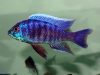 Copadichromis sp. 'kawanga no spot' (samec)