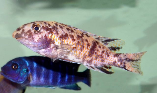 Labeotropheus trewavasae (OB samice)