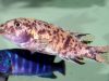 Labeotropheus trewavasae (OB samice)