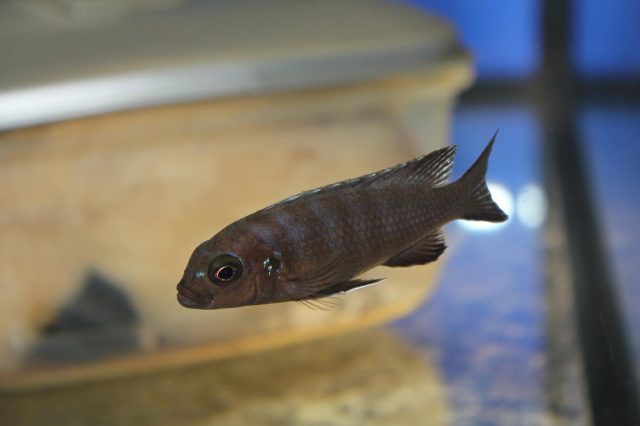Metriaclima sp. 'zebra long pelvic' (samice)