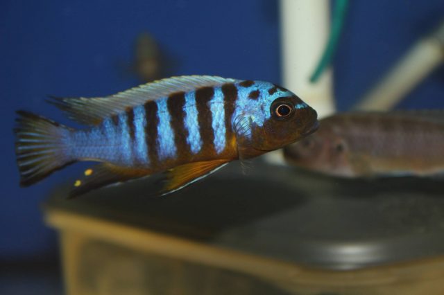 Metriaclima sp. 'zebra long pelvic' (samec)