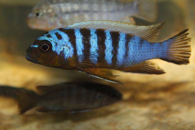 Metriaclima sp. 'zebra long pelvic' (samec)