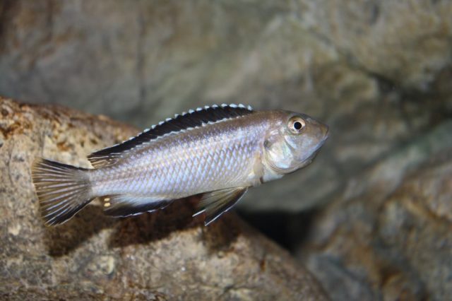 Pseudotropheus perileucos (samice)