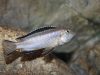 Pseudotropheus perileucos (samice)