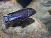 Pseudotropheus perileucos (samec)