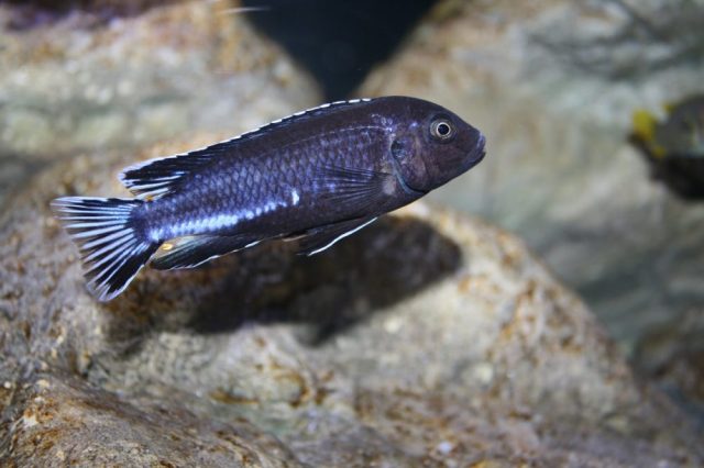 Pseudotropheus perileucos (samec)