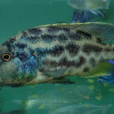 Nimbochromis polystigma