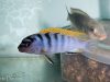 Pseudotropheus sp. ‚perspicax‘