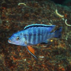 Petrotilapia pyroscelos