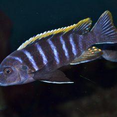 Cynotilapia zebroides