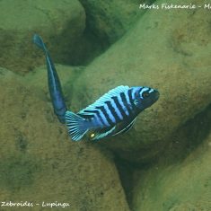Cynotilapia zebroides