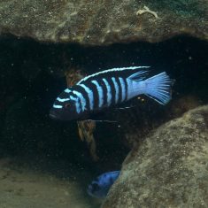Cynotilapia zebroides