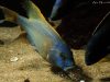 Buccochromis rhoadesi Mdoka Reef (samec)
