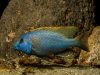 Buccochromis rhoadesi