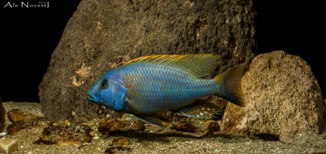 Buccochromis rhoadesi
