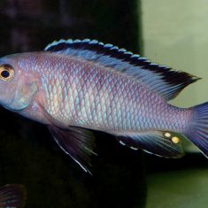 Tropheops romandi