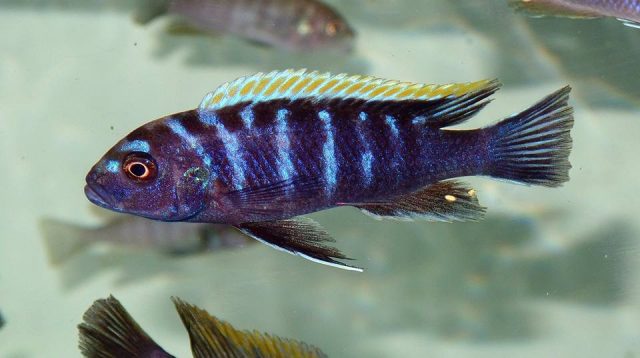 Cynotilapia zebroides