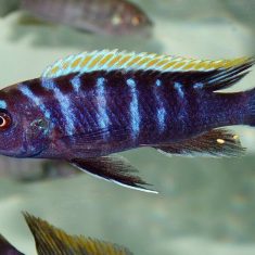 Cynotilapia zebroides