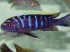 Cynotilapia zebroides
