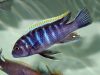 Cynotilapia zebroides Ndonga (samec)