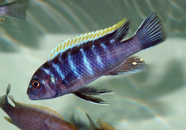 Cynotilapia zebroides Ndonga (samec)