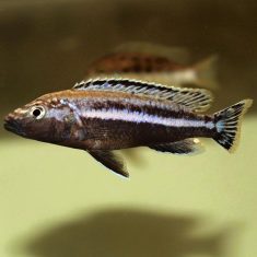 Melanochromis simulans