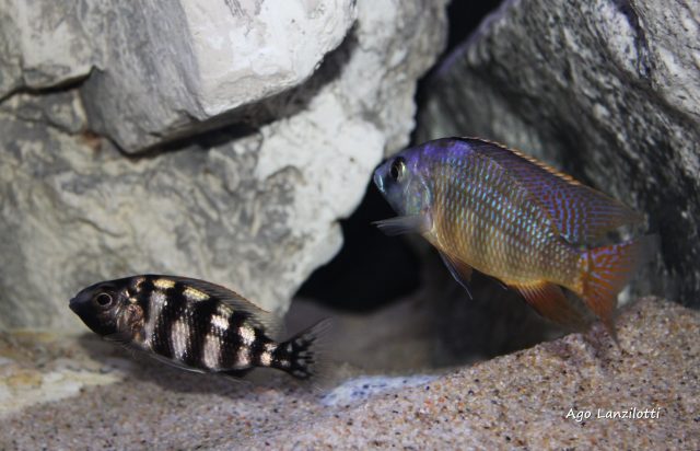 Protomelas sp. 'johnstoni solo' (samec a samice)