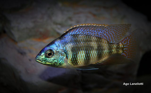 Protomelas sp. &#8218;johnstoni&#8216;