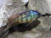 Protomelas sp. 'johnstoni solo' (samec)