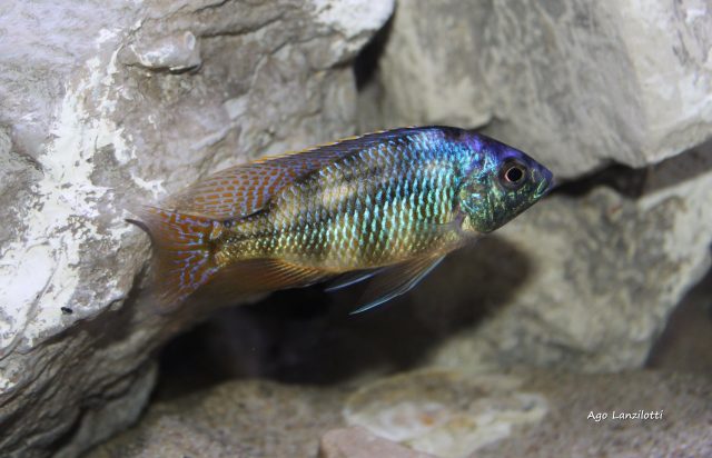 Protomelas sp. 'johnstoni solo' (samec)