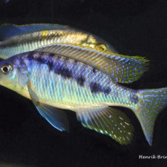 Mylochromis spilostichus