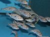 Otopharynx sp. 'spots' Sani (samec a samice)