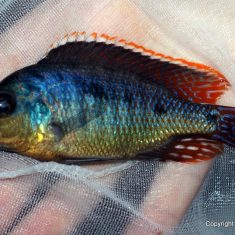 Otopharynx sp. ‚spots‘