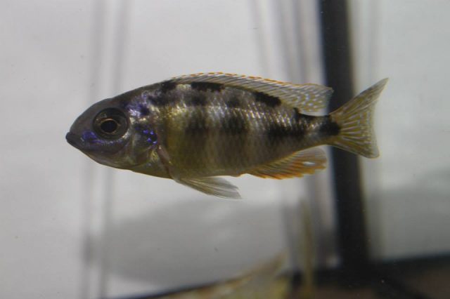 Protomelas sp. ,steveni taiwan' (samice)
