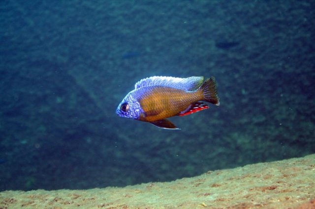 Protomelas sp. ,steveni taiwan' (samec)