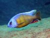 Protomelas sp. ,steveni taiwan‘