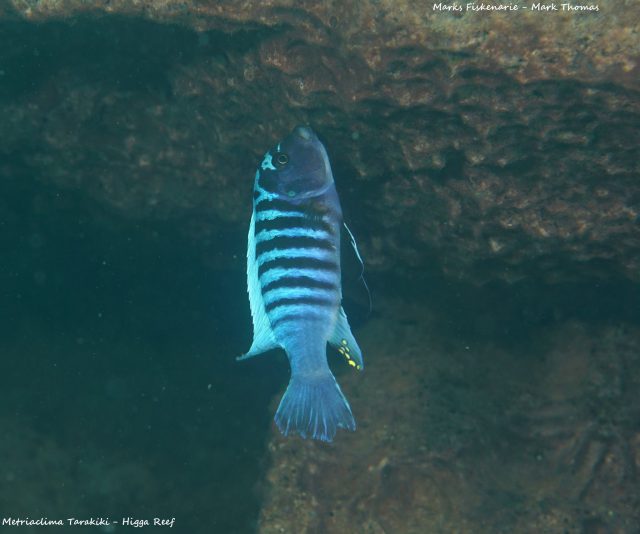 Metriaclima tarakiki Higga Reef (samec)
